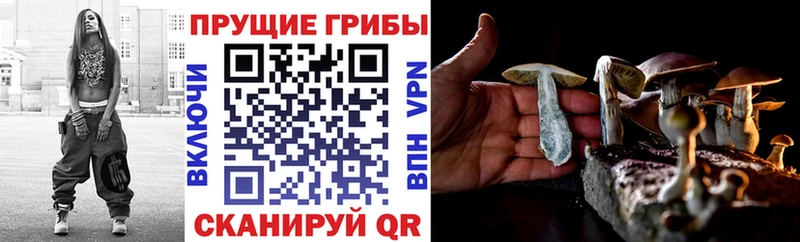 наркошоп  Кузнецк  Псилоцибиновые грибы мицелий 
